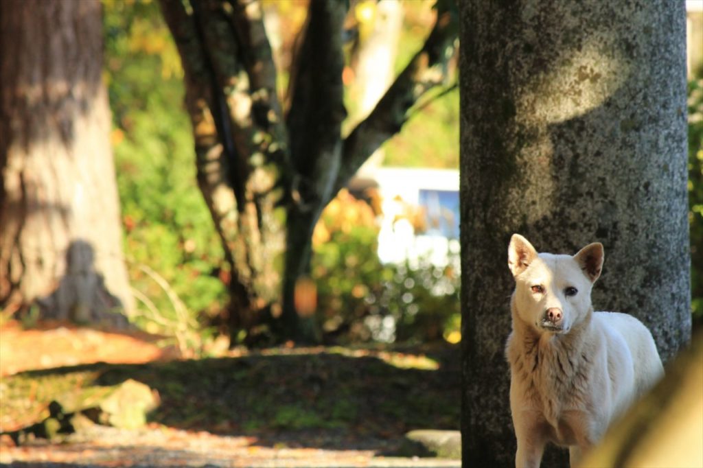 犬の写真