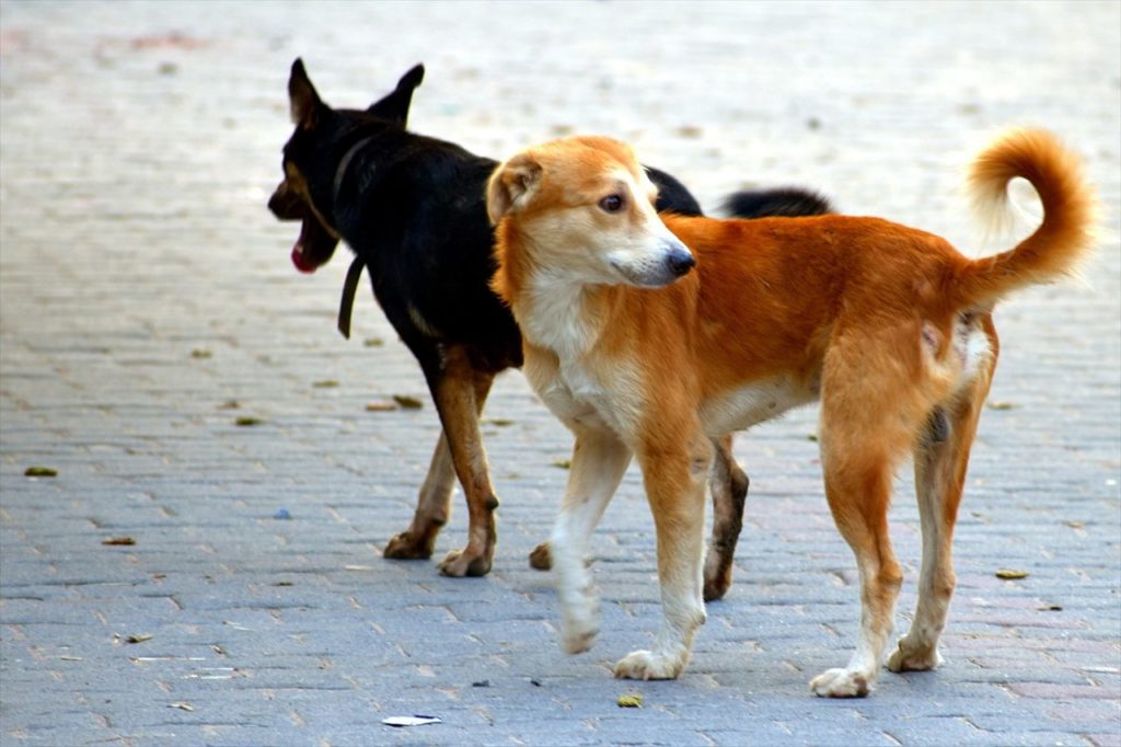 野犬の写真