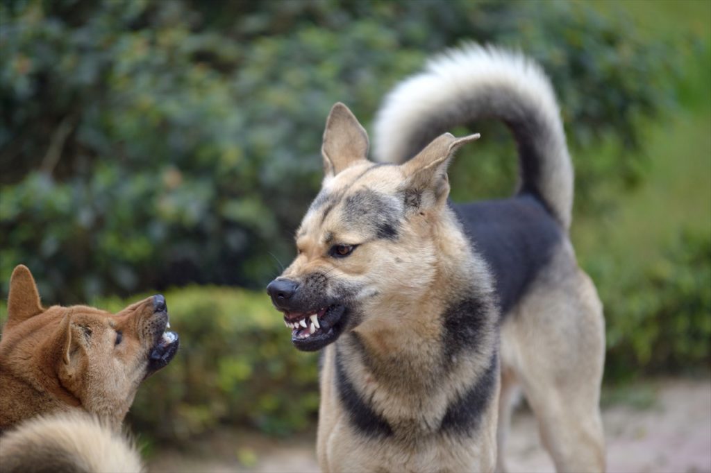 狂犬病