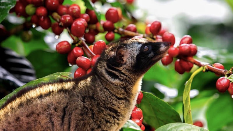 ジャコウネコが食すコーヒーの実は高品質の証