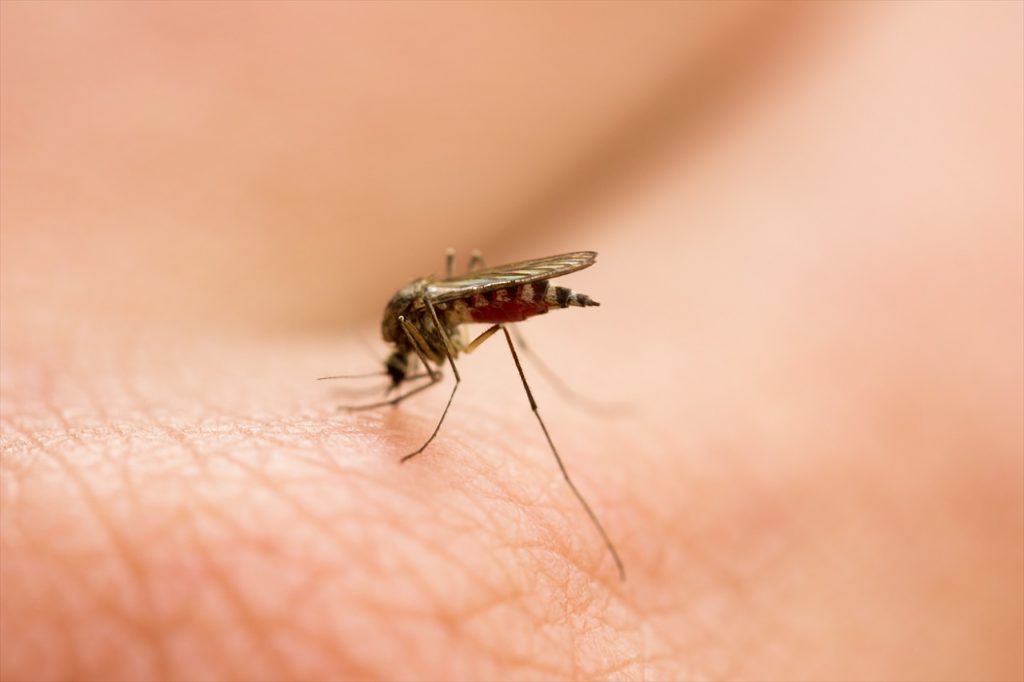 蚊の写真