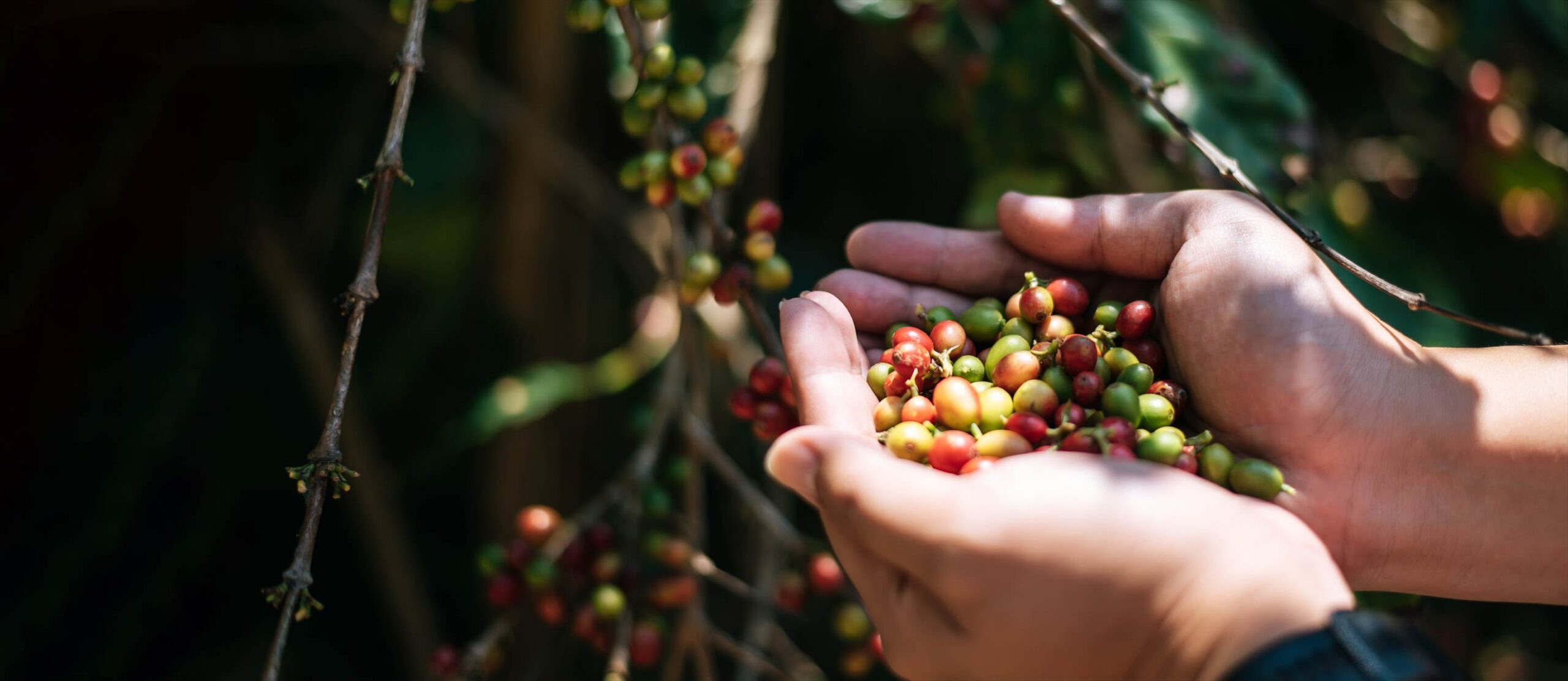 ベトナム産コーヒー豆の種類はロブスタ種が主な理由