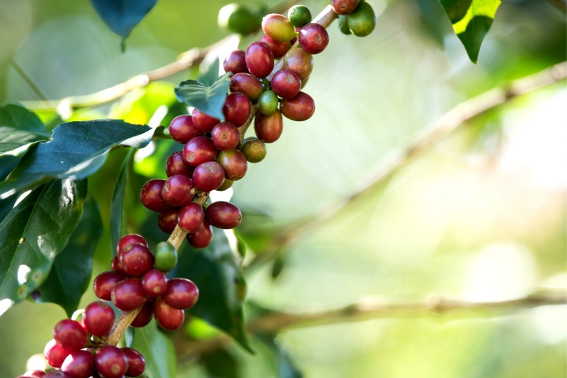 ベトナムコーヒー豆の輸出高世界2位