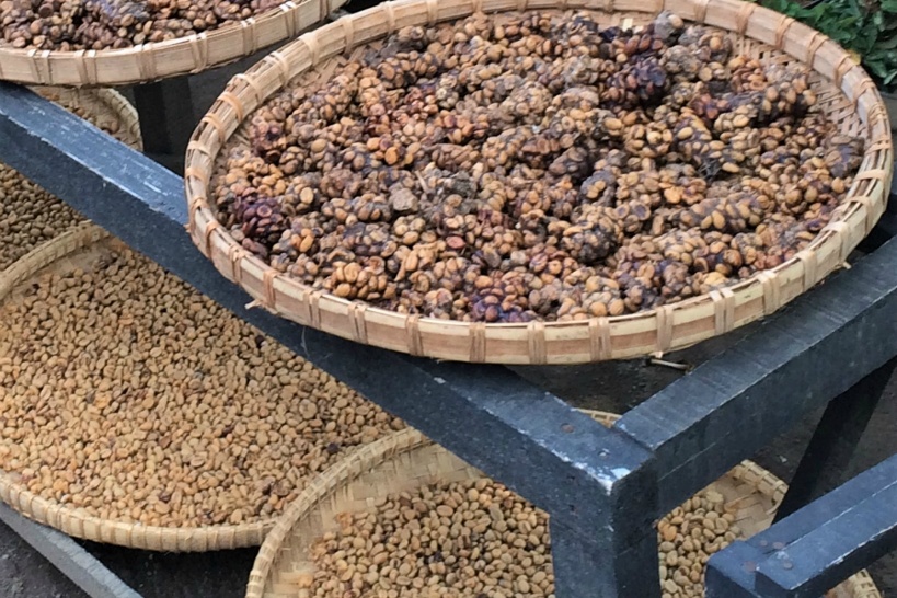 ジャコウネココーヒー（コピルアク）がベトナム土産として注目されている背景